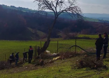 Tekirdağ’da köyü esrar tarlasına çeviren zanlı tutuklandı