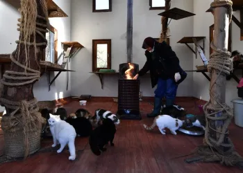 Bursa’daki kedi villalarında sobalar yanmaya başladı