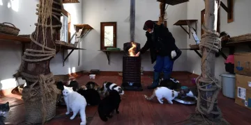 Bursa’daki kedi villalarında sobalar yanmaya başladı