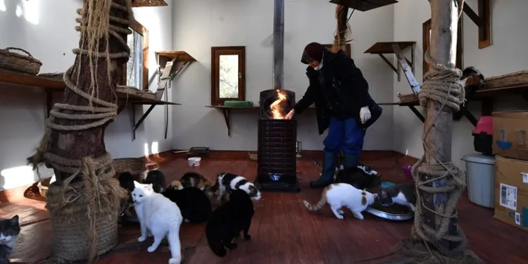 Bursa’daki kedi villalarında sobalar yanmaya başladı
