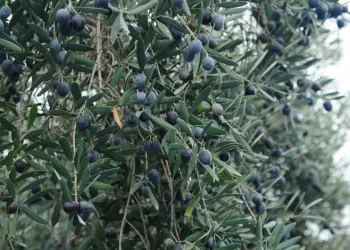 Gemlik zeytininin “yağhane” yolculuğu başladı