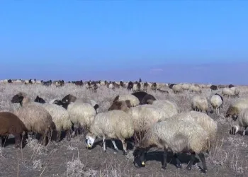 Muş’ta karsız kış hayvan sahiplerini sevindirdi