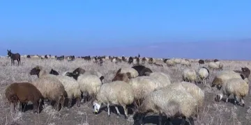 Muş’ta karsız kış hayvan sahiplerini sevindirdi