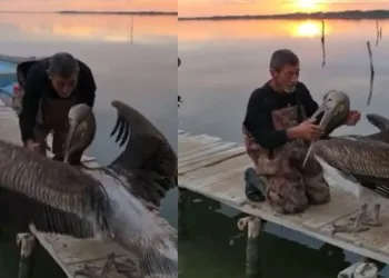 Pelikanla balıkçının dostluğu