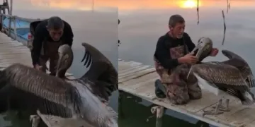 Pelikanla balıkçının dostluğu