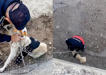 Kanala düşen köpeği itfaiye kurtardı