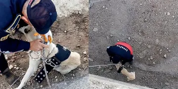 Kanala düşen köpeği itfaiye kurtardı