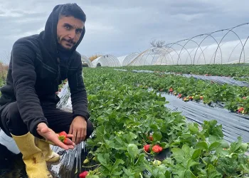 Antalya’da fırtına üreticiyi olumsuz etkiledi