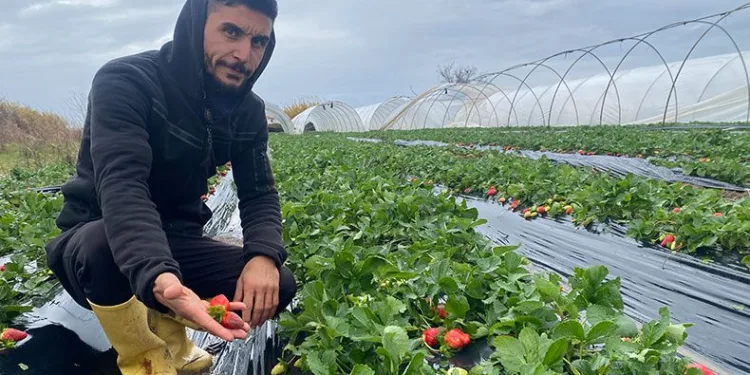 Antalya’da fırtına üreticiyi olumsuz etkiledi