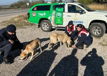 Osmaniye’de sokak hayvanlarına jandarma şefkati