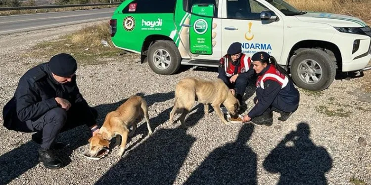 Osmaniye’de sokak hayvanlarına jandarma şefkati