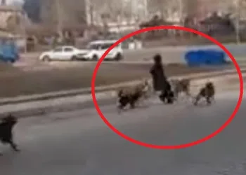 Başıboş köpekler genç kıza saldırdı