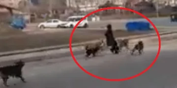 Başıboş köpekler genç kıza saldırdı
