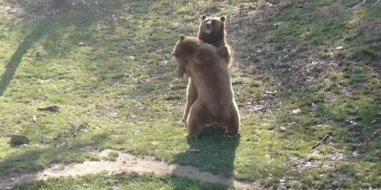 Güzel havayı gören ayılar güreşe tutundu