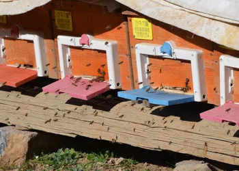 Küresel ısınma arıları da etkiledi