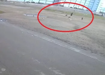 Başıboş 10 köpeK yaşlı kadına saldırdı