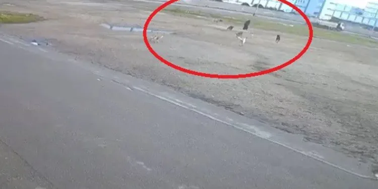 Başıboş 10 köpeK yaşlı kadına saldırdı