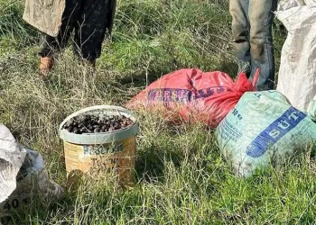 155 kilogram zeytin ile yakalandılar