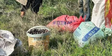 155 kilogram zeytin ile yakalandılar