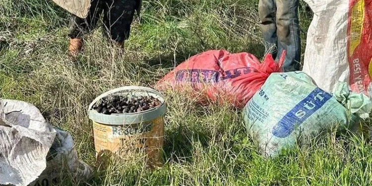 155 kilogram zeytin ile yakalandılar