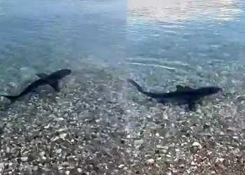 Köpekbalığı, kıyıya yakın görüntülendi
