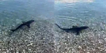 Köpekbalığı, kıyıya yakın görüntülendi