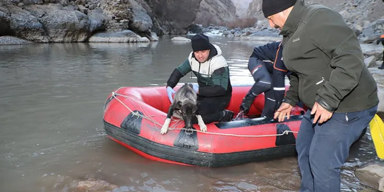 Hakkari’de rafting botuyla köpek kurtarma