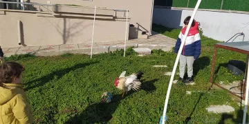 Horoz vurdu gol oldu