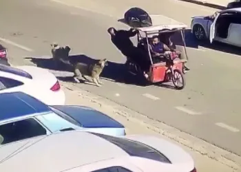 Saldıran köpekleri kızarak kovaladı