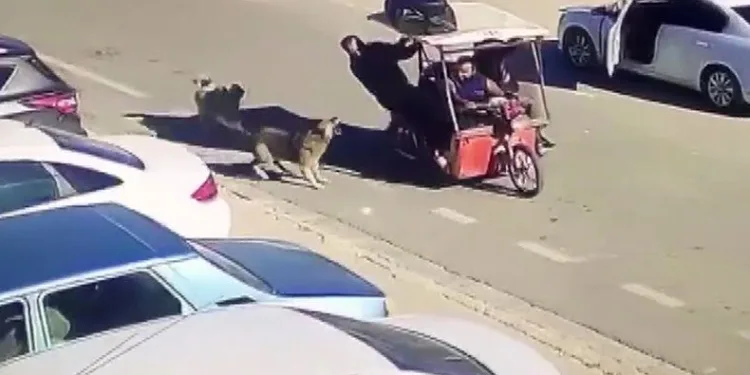Saldıran köpekleri kızarak kovaladı