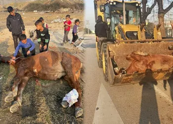 Araç çarpan atı yaşatmak için zamanla yarıştılar
