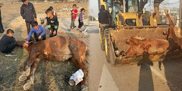 Araç çarpan atı yaşatmak için zamanla yarıştılar