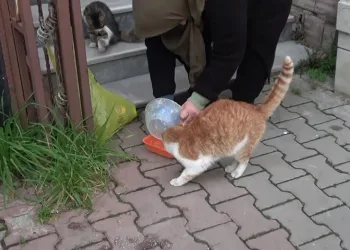 Gönlü zengin kadın kedileri unutmuyor
