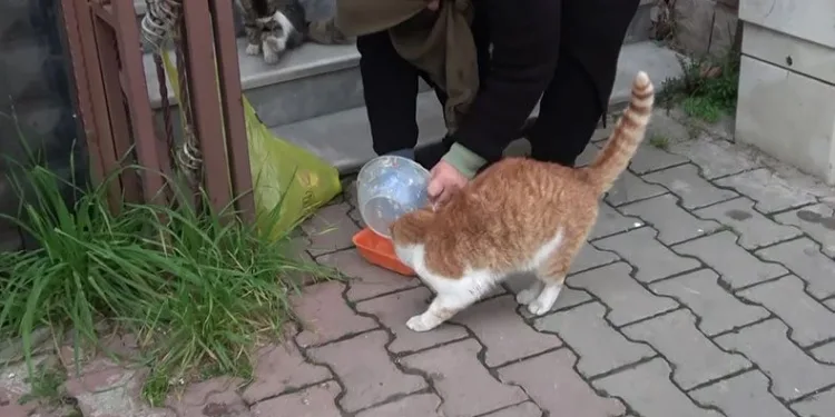 Gönlü zengin kadın kedileri unutmuyor