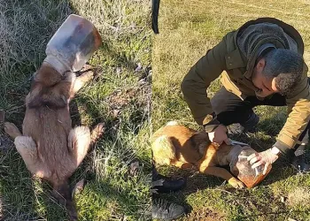 Plastik kaba sıkışan köpeği vatandaş kurtardı