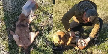 Plastik kaba sıkışan köpeği vatandaş kurtardı
