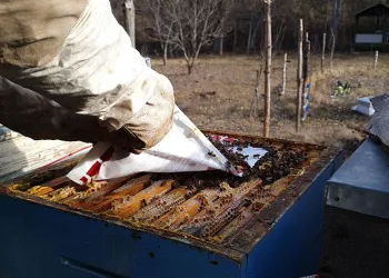 Kuraklık arıların dengesini değiştirdi