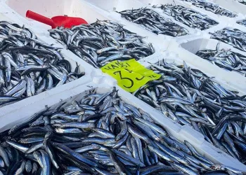 Zonguldak’ta hamsi bereketi