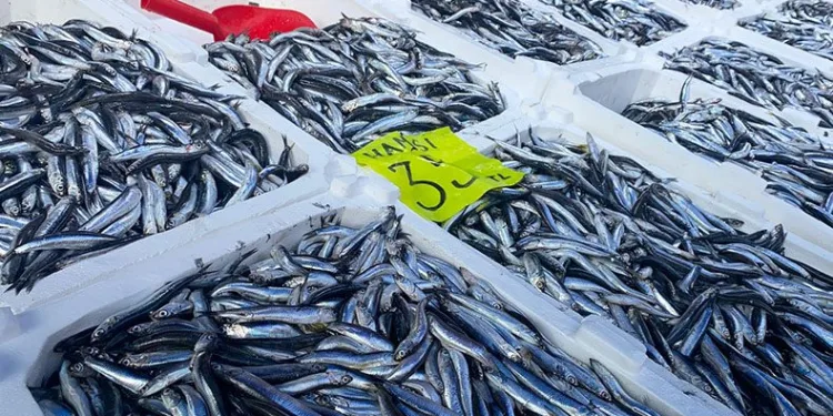 Zonguldak’ta hamsi bereketi
