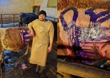 İneğin karnından çivi çıktı