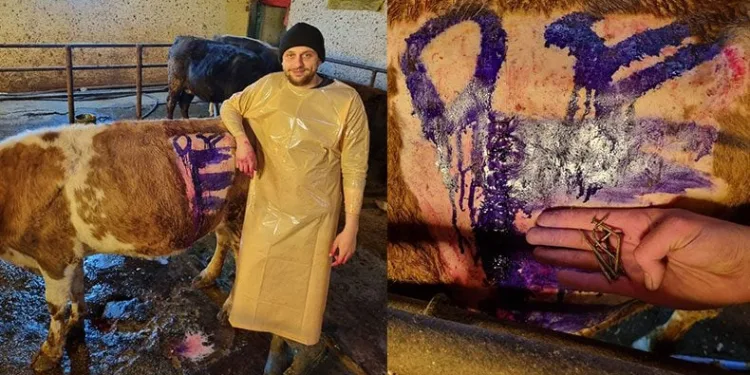 İneğin karnından çivi çıktı
