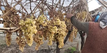 2022 yılının son üzümü 2023’te kesildi