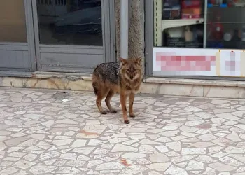 Aç kalan çakal şehre indi