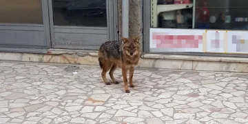 Aç kalan çakal şehre indi