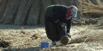 Gelmeyen kış kamışı da vurdu
