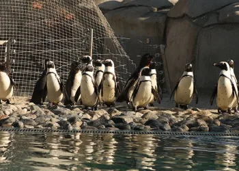 Penguenlere sardalya sürprizi