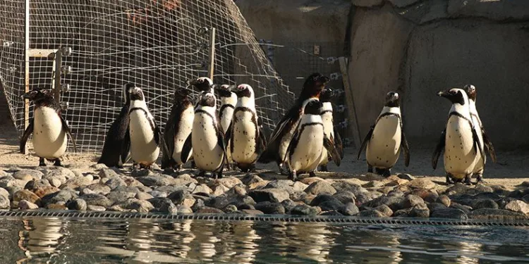 Penguenlere sardalya sürprizi