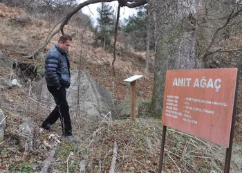 Asırlık fındık ağacı yıllara meydan okuyor