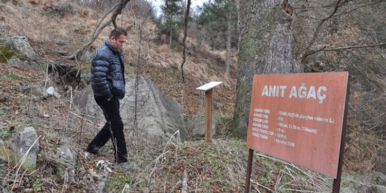 Asırlık fındık ağacı yıllara meydan okuyor