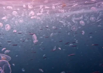 İstanbul Boğazı’nda denizanası istilası